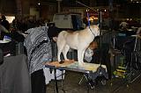 EXPO - SIBERIAN HUSKY 151